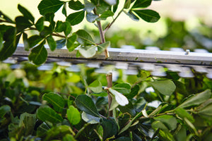 STIHL® HSA 40 Cordless Hedge Trimmer - AS System